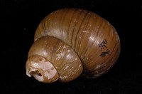 藏品(圓田螺)的圖片
